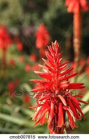 Aloe Flower View Large Photo Image Stock Photography - Aloe Flower. Fotosearch