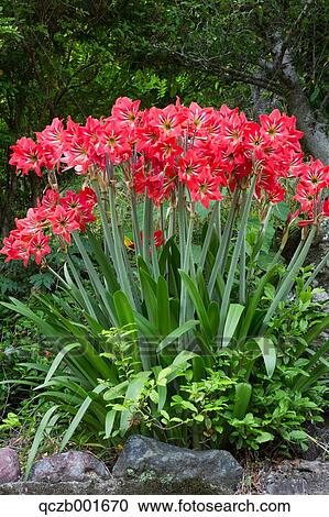 Amaryllis View Large Photo Image Stock Image - Amaryllis. Fotosearch