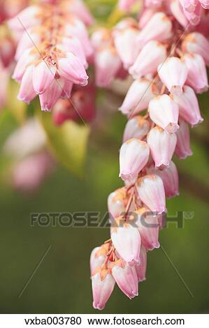 Andromeda Flowers View Large Photo Image Stock Image - Andromeda Flowers. Fotosearch