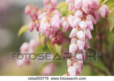 Andromeda Flowers View Large Photo Image Stock Photo - Andromeda Flowers. Fotosearch