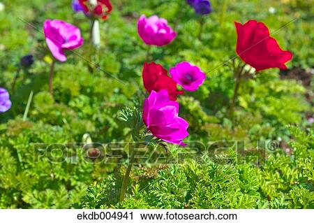 Anemone View Large Photo Image Stock Image - Anemone. Fotosearch