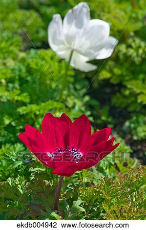 Anemone View Large Photo Image Stock Image - Anemone. Fotosearch