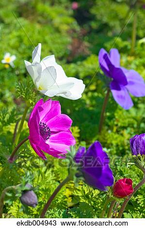 Anemone View Large Photo Image Stock Image - Anemone. Fotosearch