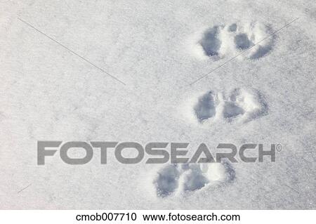 Animal trails on snow View Large Photo Image Stock Image - Animal trails on snow. Fotosearch