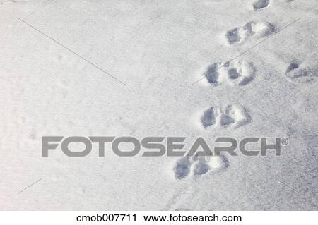Animal trails on snow View Large Photo Image Stock Image - Animal trails on snow. Fotosearch