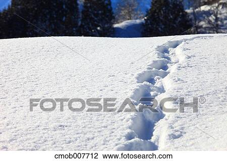 Animal trails on snow View Large Photo Image Stock Image - Animal trails on snow. Fotosearch