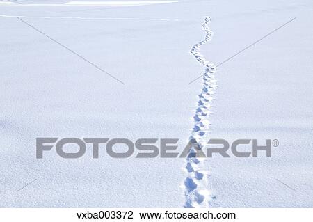 Animal trails on snow View Large Photo Image Stock Image - Animal trails on snow. Fotosearch