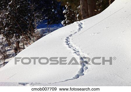 Stock Photo - Animal trails on snow. Fotosearch