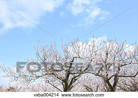 Apricot Village, Nagano Prefecture, Japan View Large Photo Image Picture - Apricot Village, Nagano Prefecture, Japan. Fotosearch