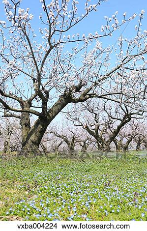 Apricot Village, Nagano Prefecture, Japan View Large Photo Image Picture - Apricot Village, Nagano Prefecture, Japan. Fotosearch