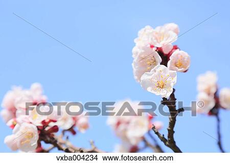 Apricot Village, Nagano Prefecture, Japan View Large Photo Image Picture - Apricot Village, Nagano Prefecture, Japan. Fotosearch