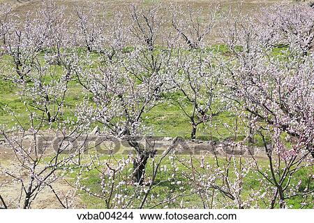 Apricot Village, Nagano Prefecture, Japan View Large Photo Image Picture - Apricot Village, Nagano Prefecture, Japan. Fotosearch