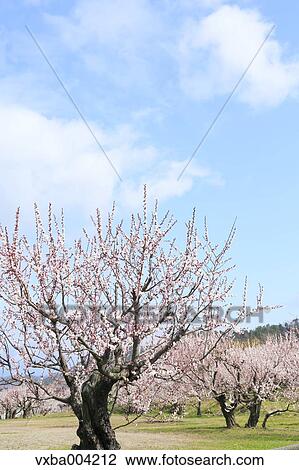 Apricot Village, Nagano Prefecture, Japan View Large Photo Image Stock Image - Apricot Village, Nagano Prefecture, Japan. Fotosearch