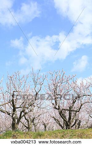 Apricot Village, Nagano Prefecture, Japan View Large Photo Image Stock Image - Apricot Village, Nagano Prefecture, Japan. Fotosearch