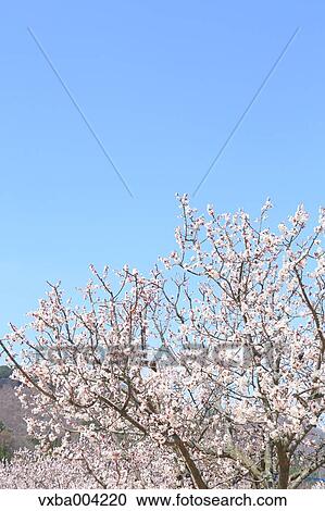Apricot Village, Nagano Prefecture, Japan View Large Photo Image Stock Image - Apricot Village, Nagano Prefecture, Japan. Fotosearch