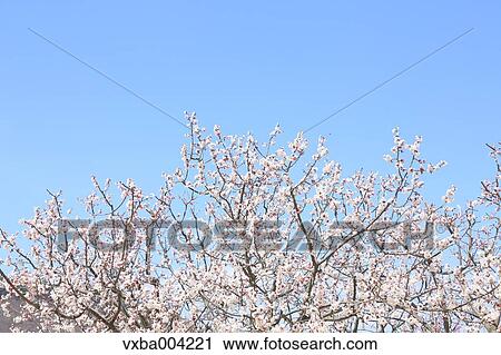 Apricot Village, Nagano Prefecture, Japan View Large Photo Image Stock Image - Apricot Village, Nagano Prefecture, Japan. Fotosearch