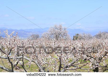 Apricot Village, Nagano Prefecture, Japan View Large Photo Image Stock Image - Apricot Village, Nagano Prefecture, Japan. Fotosearch