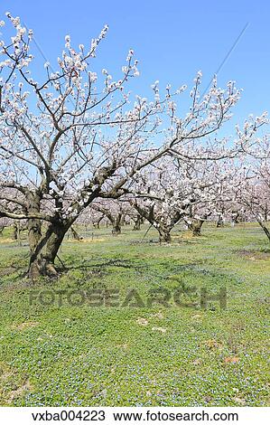 Apricot Village, Nagano Prefecture, Japan View Large Photo Image Stock Image - Apricot Village, Nagano Prefecture, Japan. Fotosearch