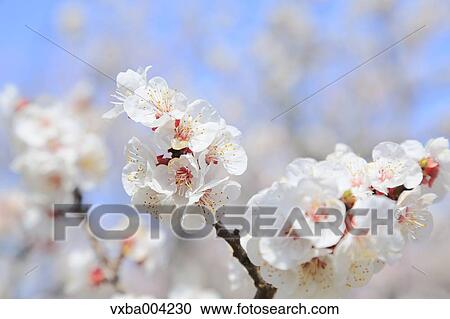Apricot Village, Nagano Prefecture, Japan View Large Photo Image Stock Image - Apricot Village, Nagano Prefecture, Japan. Fotosearch