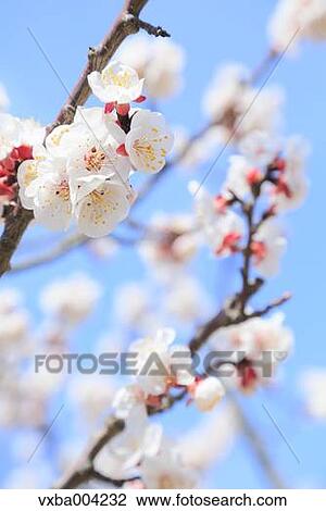 Apricot Village, Nagano Prefecture, Japan View Large Photo Image Stock Image - Apricot Village, Nagano Prefecture, Japan. Fotosearch