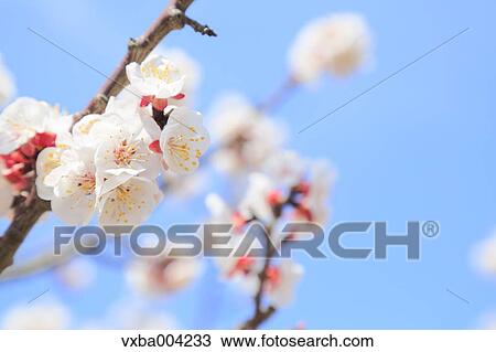 Apricot Village, Nagano Prefecture, Japan View Large Photo Image Stock Image - Apricot Village, Nagano Prefecture, Japan. Fotosearch