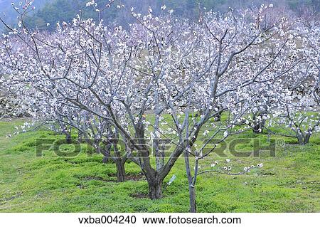 Apricot Village, Nagano Prefecture, Japan View Large Photo Image Stock Image - Apricot Village, Nagano Prefecture, Japan. Fotosearch