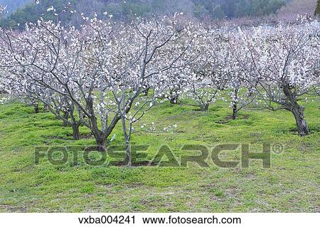 Apricot Village, Nagano Prefecture, Japan View Large Photo Image Stock Image - Apricot Village, Nagano Prefecture, Japan. Fotosearch