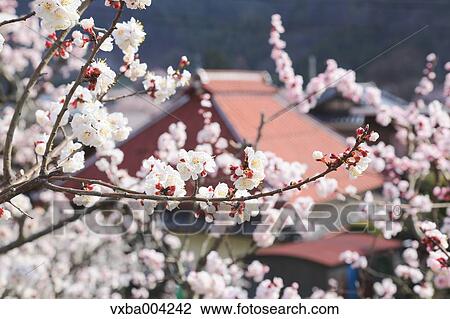 Apricot Village, Nagano Prefecture, Japan View Large Photo Image Stock Image - Apricot Village, Nagano Prefecture, Japan. Fotosearch