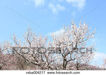 Apricot Village, Nagano Prefecture, Japan View Large Photo Image Stock Photo - Apricot Village, Nagano Prefecture, Japan. Fotosearch
