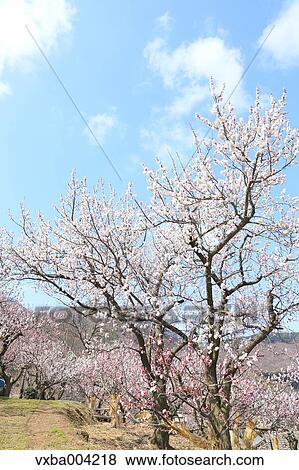 Apricot Village, Nagano Prefecture, Japan View Large Photo Image Stock Photo - Apricot Village, Nagano Prefecture, Japan. Fotosearch