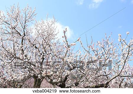 Apricot Village, Nagano Prefecture, Japan View Large Photo Image Stock Photo - Apricot Village, Nagano Prefecture, Japan. Fotosearch