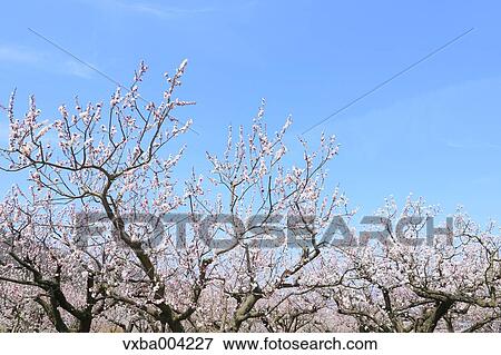 Apricot Village, Nagano Prefecture, Japan View Large Photo Image Stock Photo - Apricot Village, Nagano Prefecture, Japan. Fotosearch