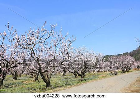 Apricot Village, Nagano Prefecture, Japan View Large Photo Image Stock Photo - Apricot Village, Nagano Prefecture, Japan. Fotosearch