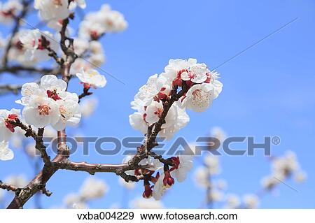 Apricot Village, Nagano Prefecture, Japan View Large Photo Image Stock Photo - Apricot Village, Nagano Prefecture, Japan. Fotosearch