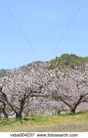 Apricot Village, Nagano Prefecture, Japan View Large Photo Image Stock Photo - Apricot Village, Nagano Prefecture, Japan. Fotosearch