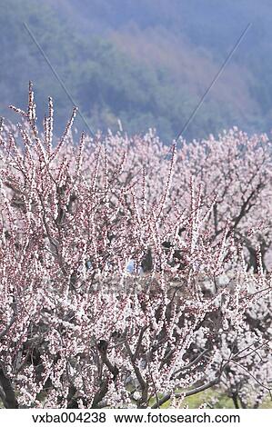 Apricot Village, Nagano Prefecture, Japan View Large Photo Image Stock Photo - Apricot Village, Nagano Prefecture, Japan. Fotosearch