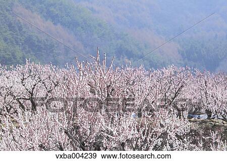 Apricot Village, Nagano Prefecture, Japan View Large Photo Image Stock Photo - Apricot Village, Nagano Prefecture, Japan. Fotosearch