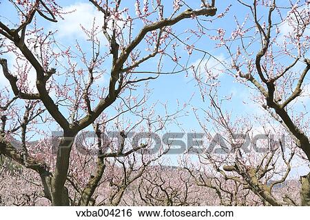 Apricot Village, Nagano Prefecture, Japan View Large Photo Image Stock Photograph - Apricot Village, Nagano Prefecture, Japan. Fotosearch