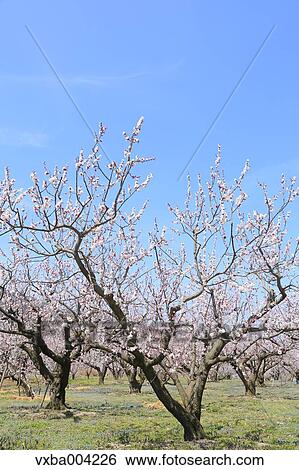 Apricot Village, Nagano Prefecture, Japan View Large Photo Image Stock Photograph - Apricot Village, Nagano Prefecture, Japan. Fotosearch