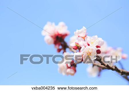 Apricot Village, Nagano Prefecture, Japan View Large Photo Image Stock Photography - Apricot Village, Nagano Prefecture, Japan. Fotosearch