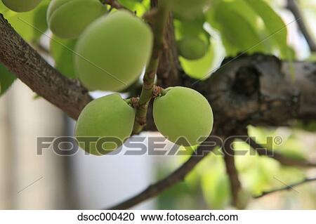 Apricots View Large Photo Image Stock Image - Apricots. Fotosearch
