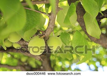 Apricots View Large Photo Image Stock Photograph - Apricots. Fotosearch