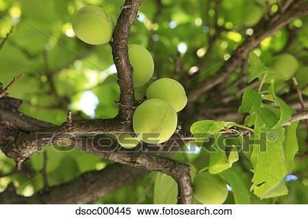Apricots View Large Photo Image Stock Photography - Apricots. Fotosearch