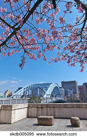 Stock Photography - Arch bridge and cherry blossoms, Tokyo, Japan. Fotosearch