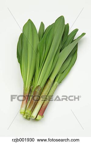 Ascetic Garlic View Large Photo Image Stock Image - Ascetic Garlic. Fotosearch