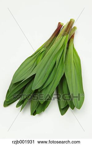 Ascetic Garlic View Large Photo Image Stock Image - Ascetic Garlic. Fotosearch