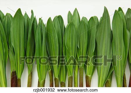Ascetic Garlic View Large Photo Image Stock Image - Ascetic Garlic. Fotosearch