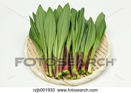 Ascetic Garlic View Large Photo Image Stock Image - Ascetic Garlic. Fotosearch