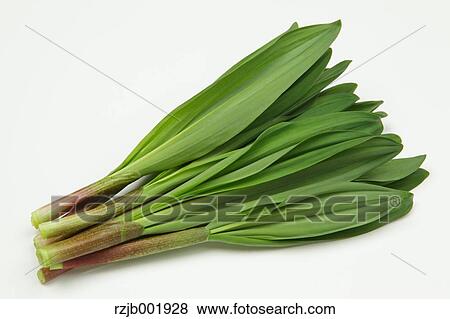Ascetic Garlic View Large Photo Image Stock Photo - Ascetic Garlic. Fotosearch