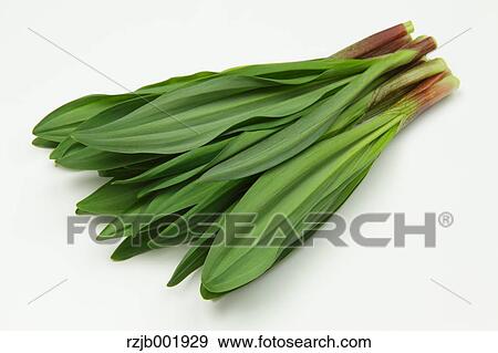 Ascetic Garlic View Large Photo Image Stock Photo - Ascetic Garlic. Fotosearch